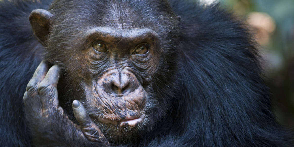 6. When to Embark on a Primate Safari