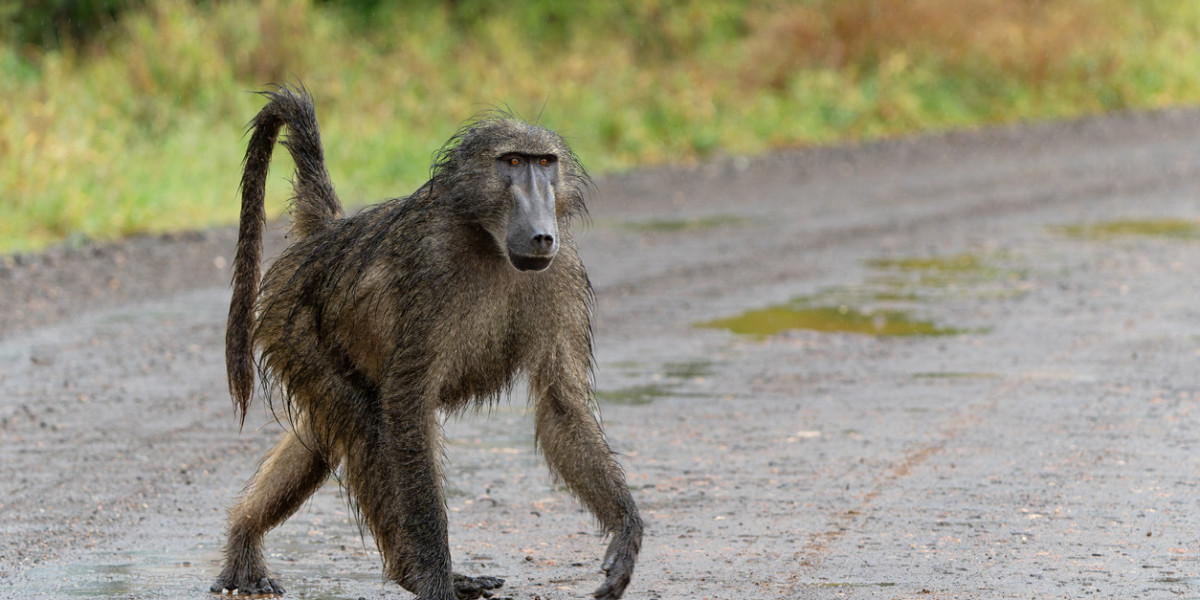 5. The Ecological Significance of Primate Safaris