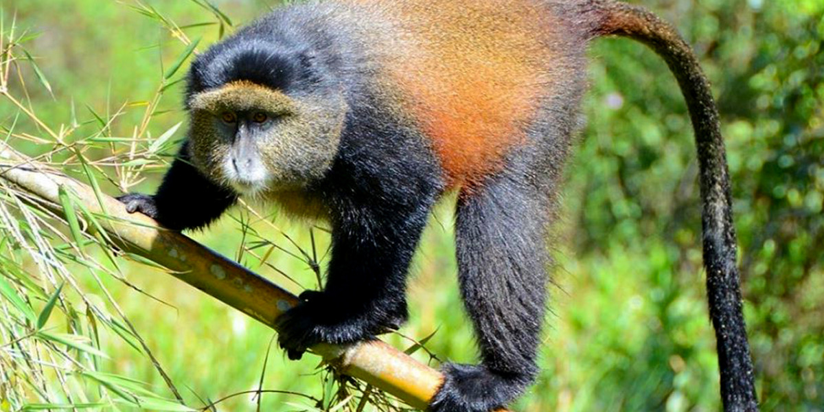 3. Golden Monkeys – The Luminous Inhabitants of the Virunga Slopes