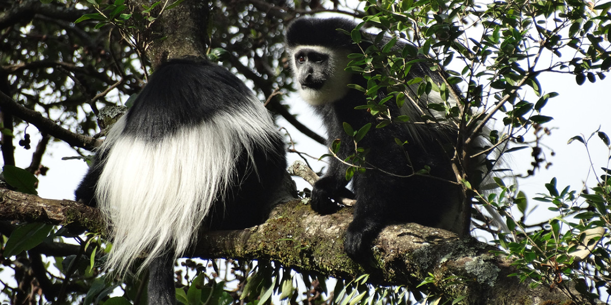 4. Colobus Monkeys – Masters of the Canopy