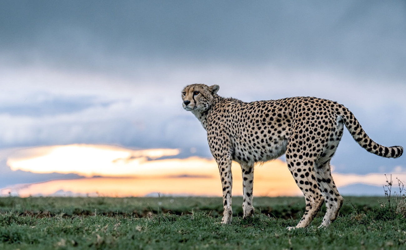 The Best Travel Times for East Africa Luxury Safaris