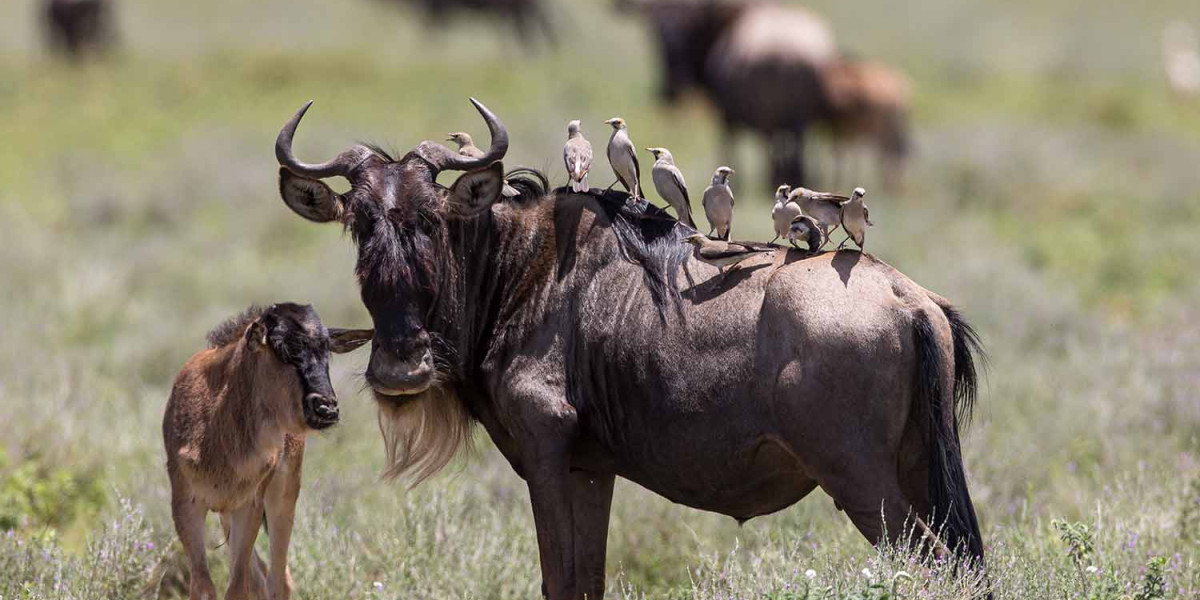 January to March -Calving Season & Exceptional Predator Activity