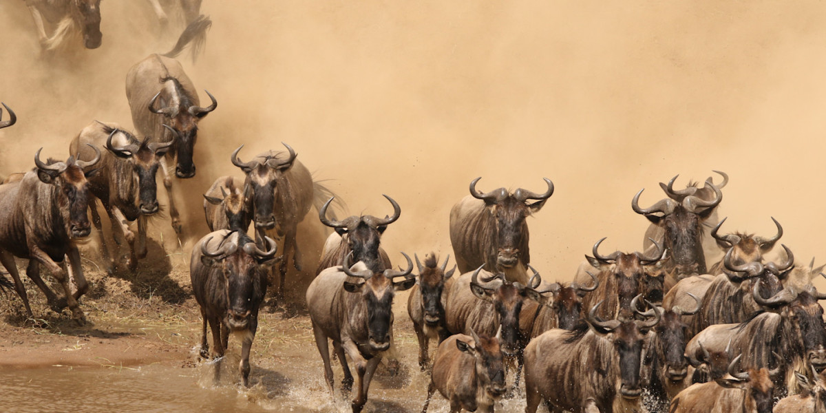 June to October- The Iconic Dry Season & River Crossing Migration