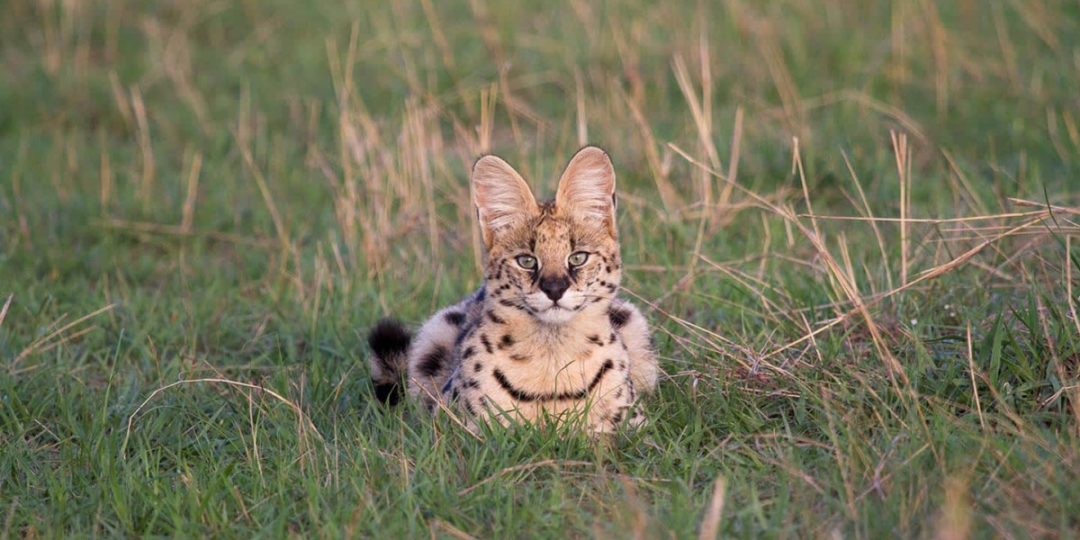 November to December- Transition Season & Central Serengeti Excellence