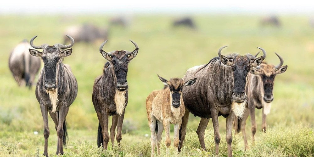 1. Southern Serengeti National Park & Ndutu(Ngorongoro Area)
