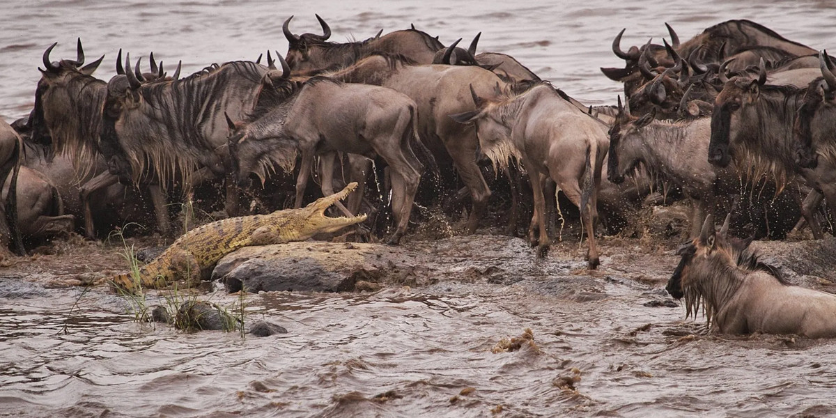 Experience the Migration with Eagle Soul Adventure