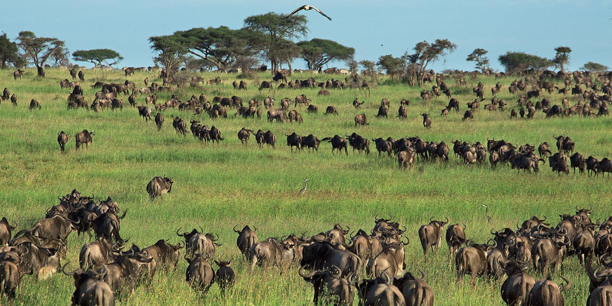 Planning a Truly Exceptional Great Migration Safari
