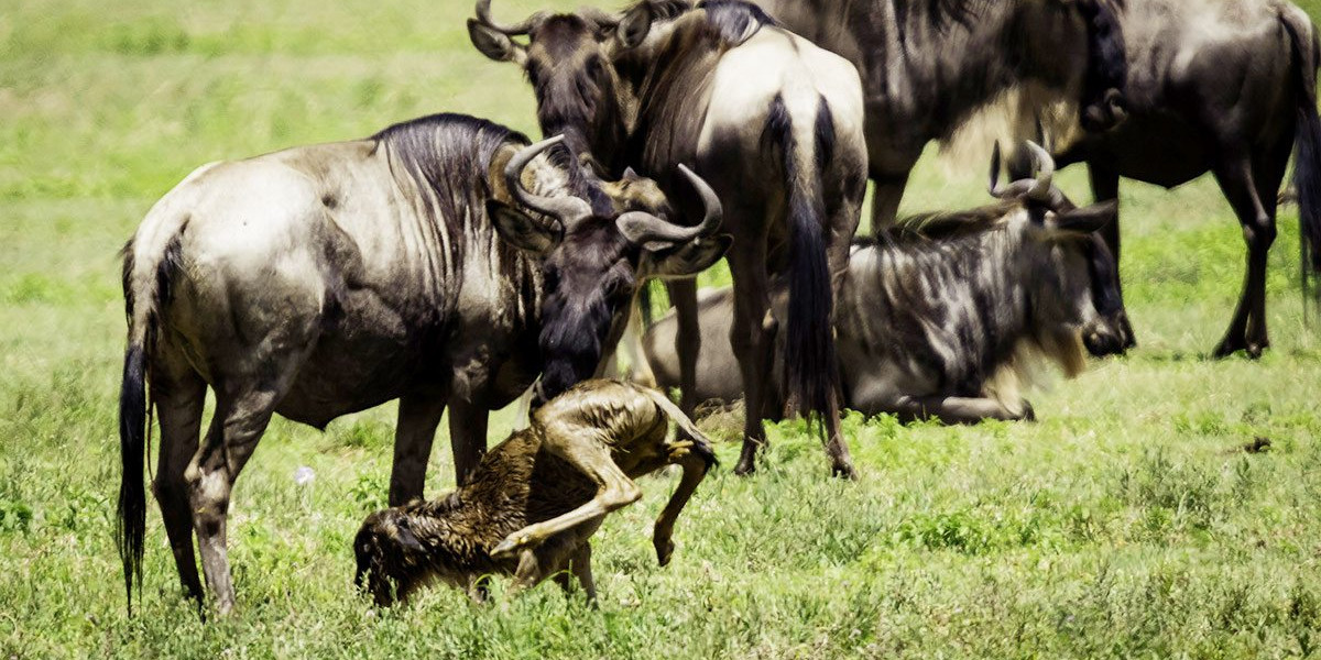 The Calving Season — January to March