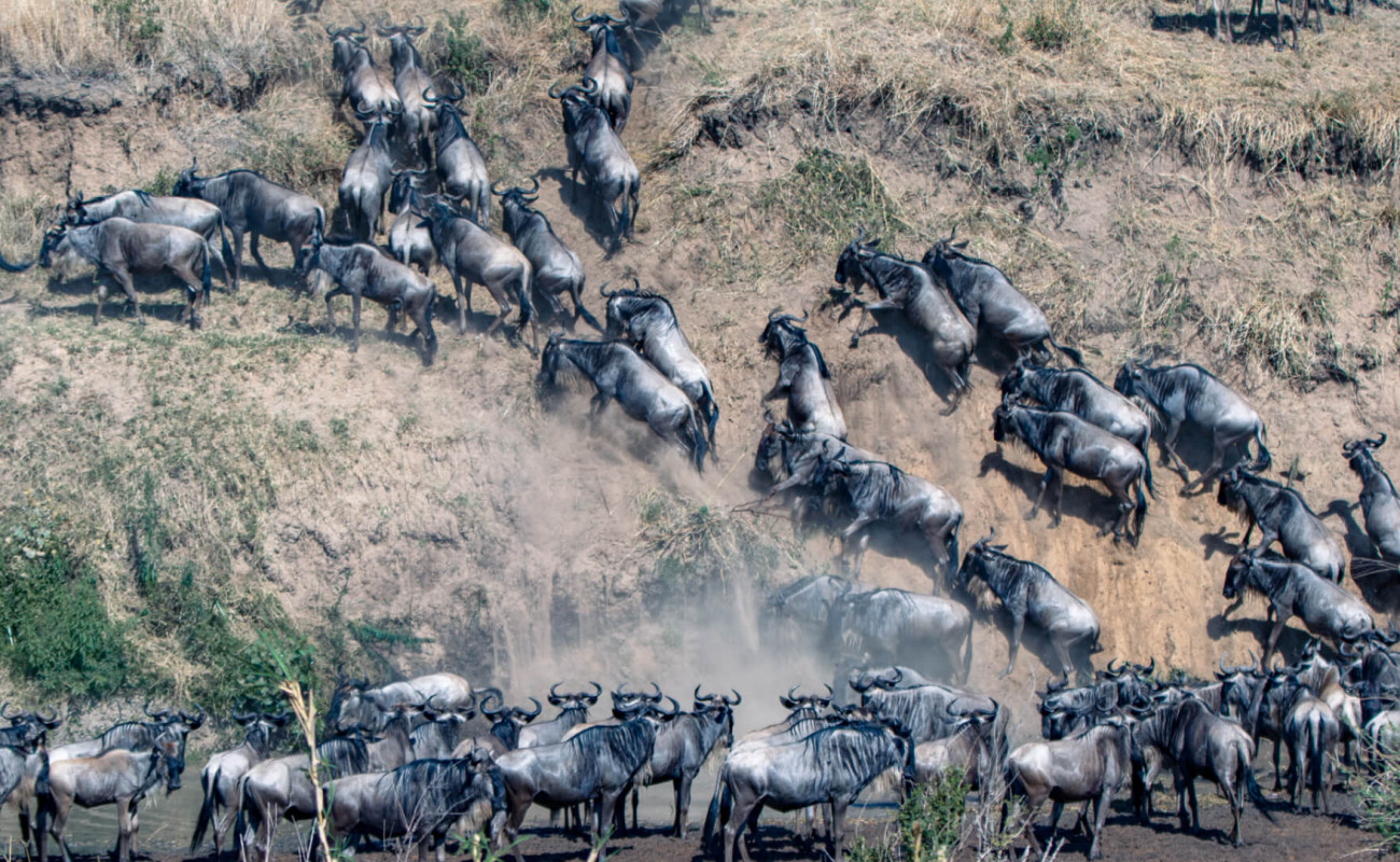 When Is the Best Time to Witness the Great Migration?