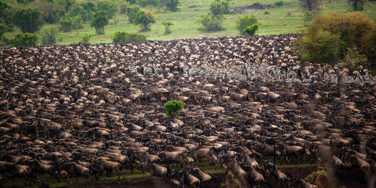 The Return Journey — November to December