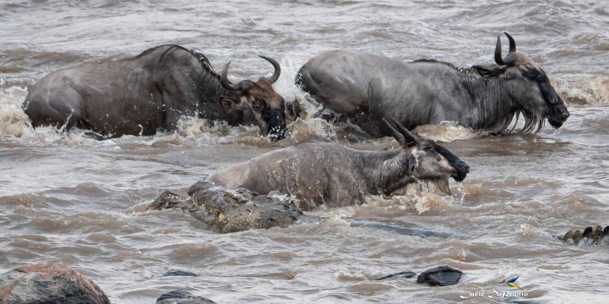 Best Time to Witness River Crossings
