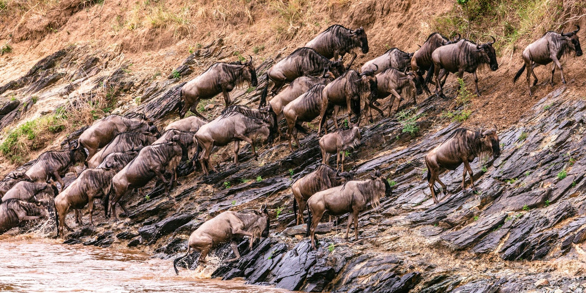 Why River Crossing Safaris Are So Extraordinary