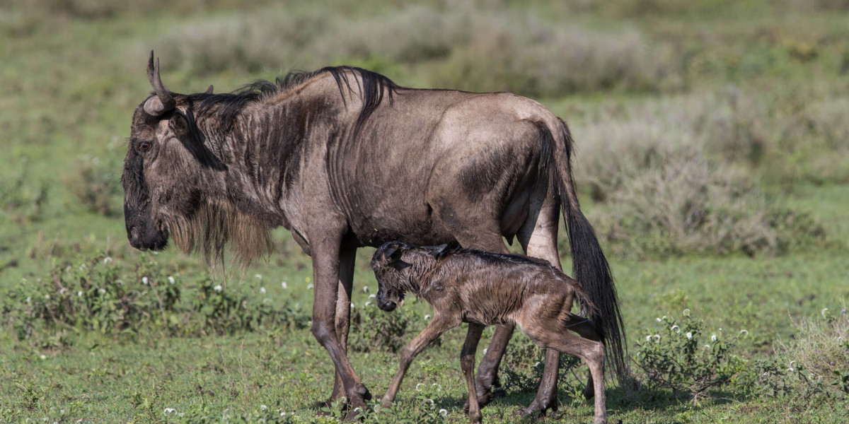 The First Moments of Life