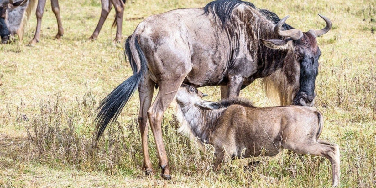 The Southern Serengeti and Ndutu Plains