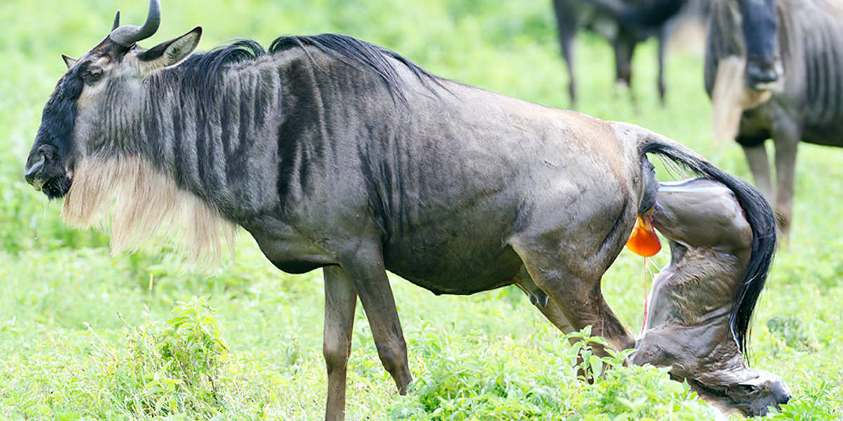 Why the Calving Season Is One of the Best Safari Experiences