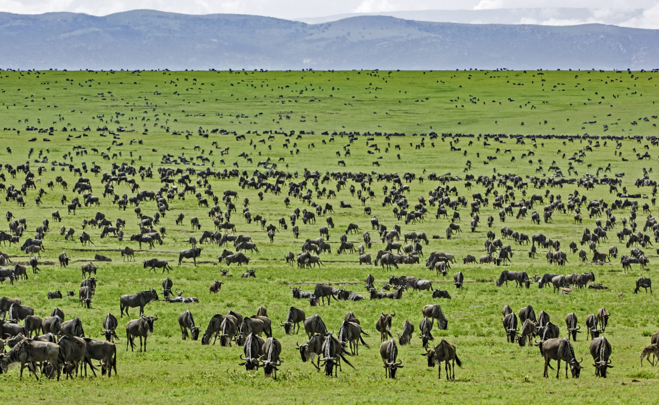 Best Time to Visit Serengeti National Park for the Great Migration