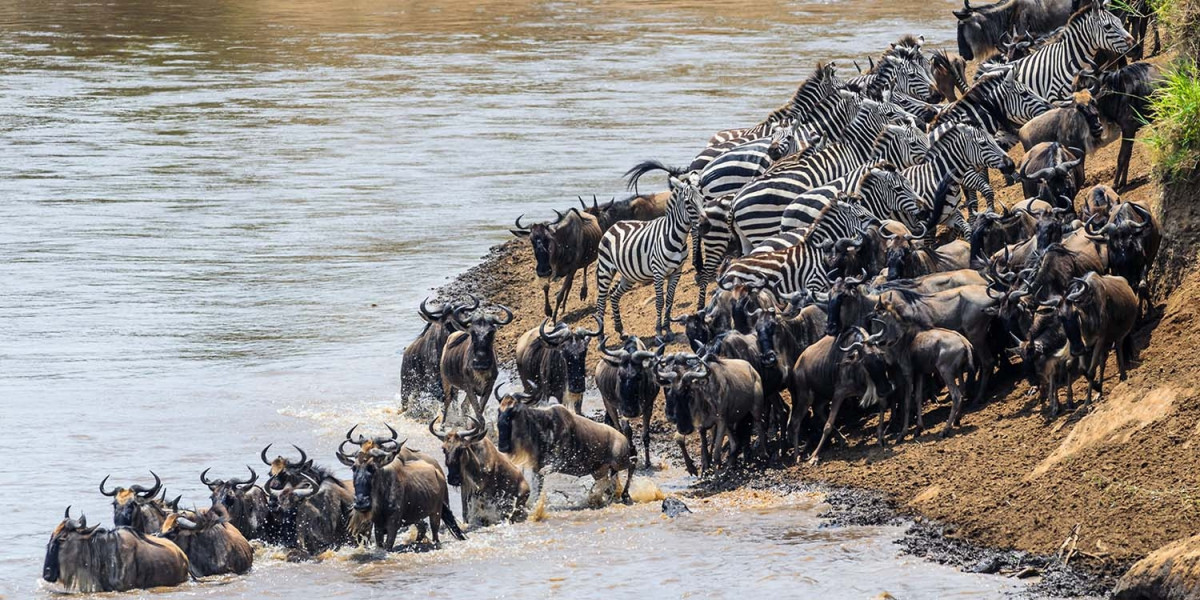 Understanding the Migration Cycle (The Big Picture)