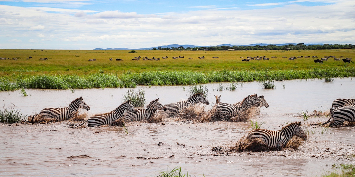 June to July – The Gathering Momentum (Western Corridor & Grumeti)