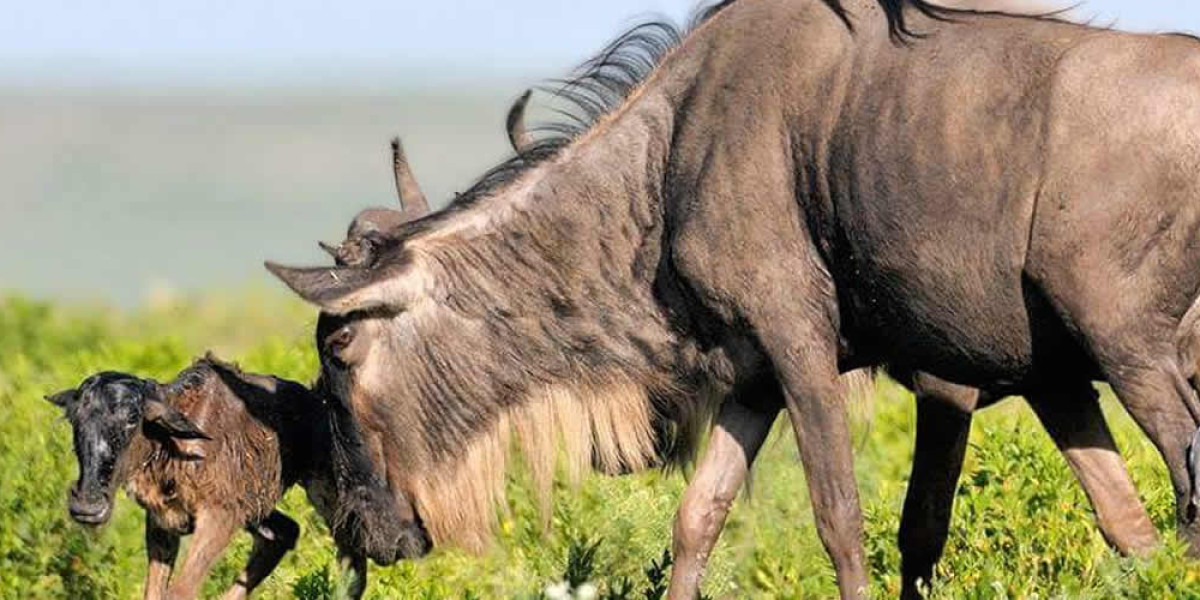 April to May – The Green Season Journey (Central & Western Serengeti)