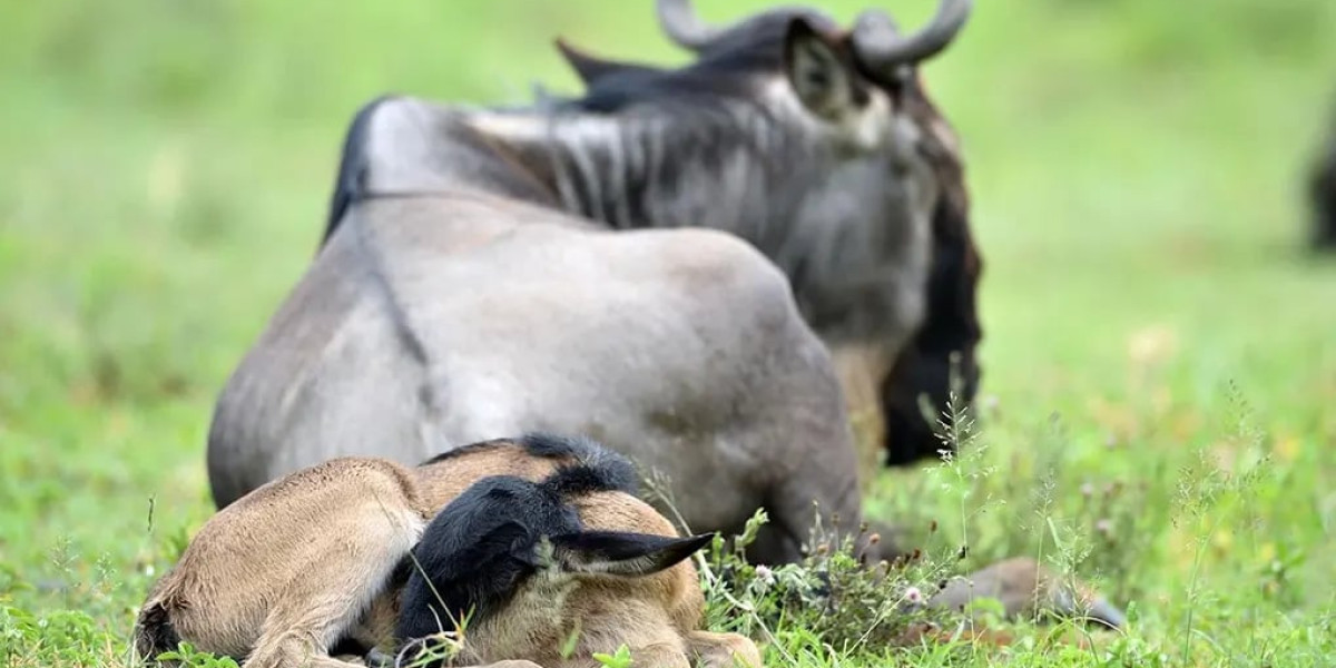 January to March – The Season of New Life (Southern Serengeti / Ndutu Plains)