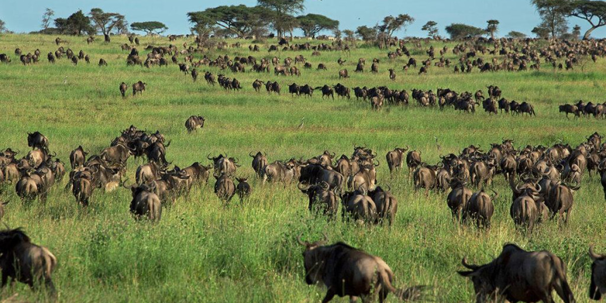 So, When Is the Best Time to Visit Serengeti for the Great Migration?