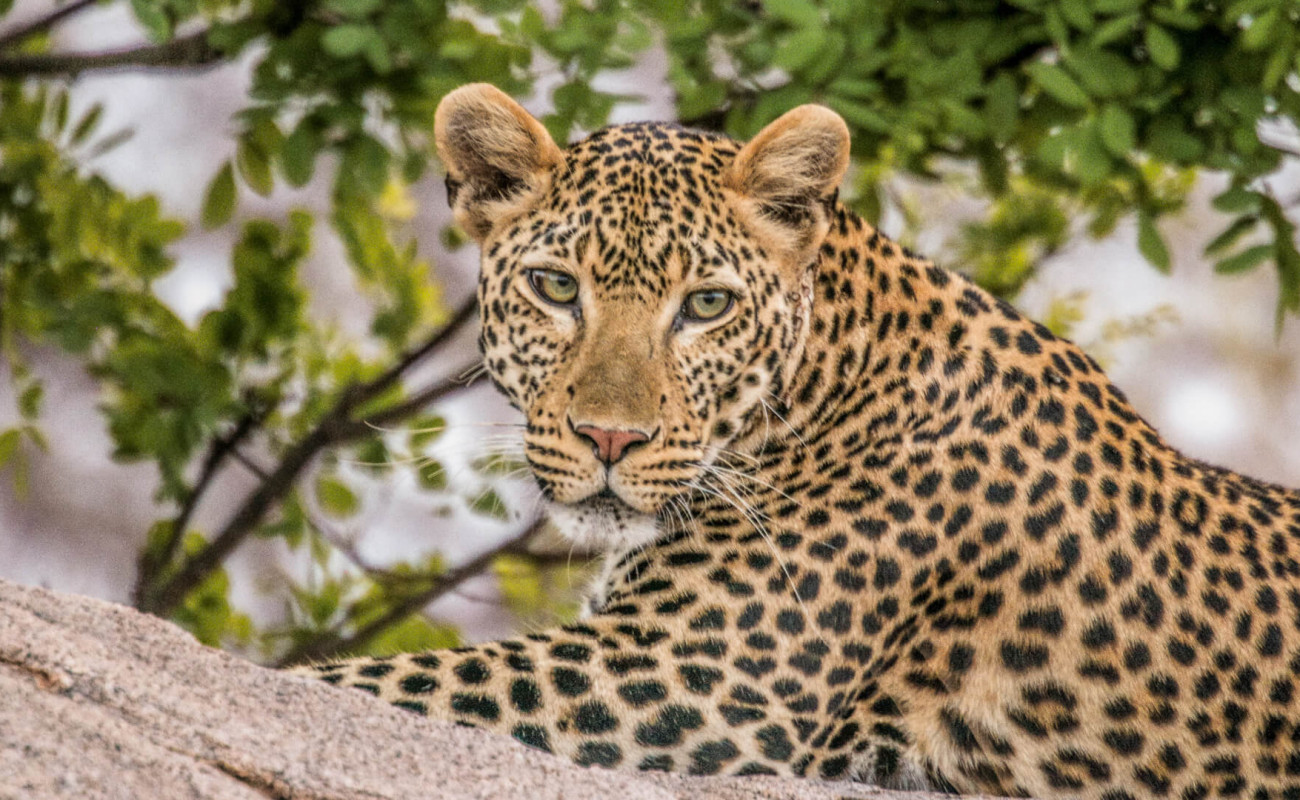 Best Time to Visit Serengeti National Park for a Big Five Safari