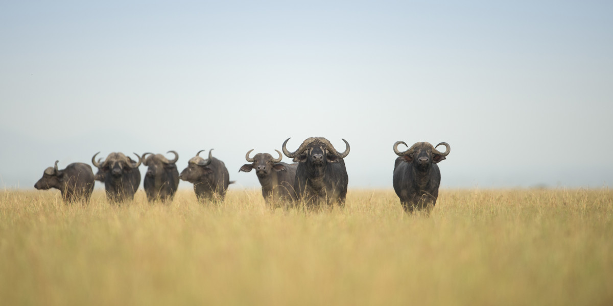 Understanding the Big Five in the Serengeti