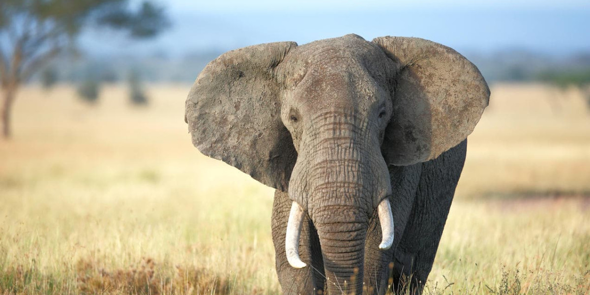 June to October – The Dry Season Advantage