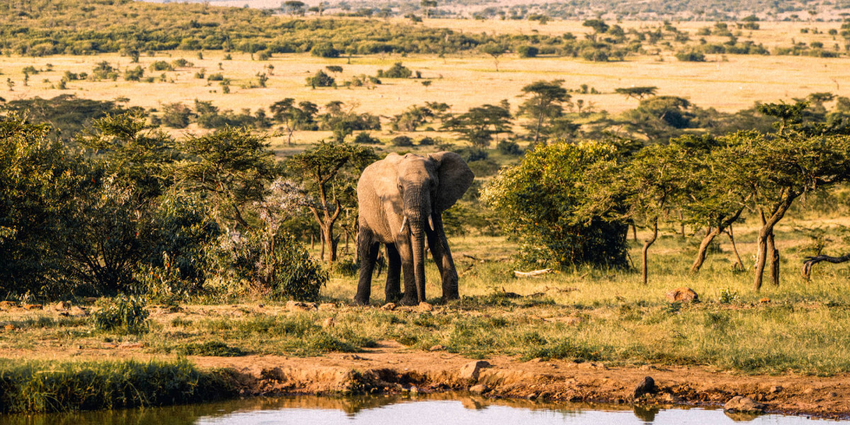 Where to Find the Big Five in the Serengeti