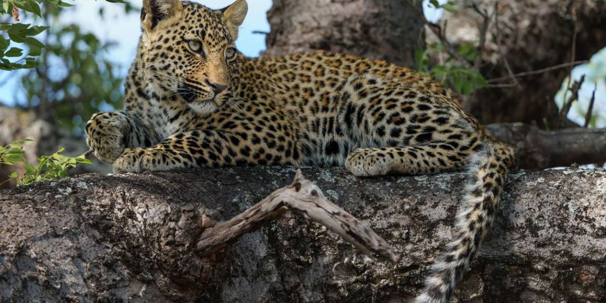 April to May – The Green Season Perspective