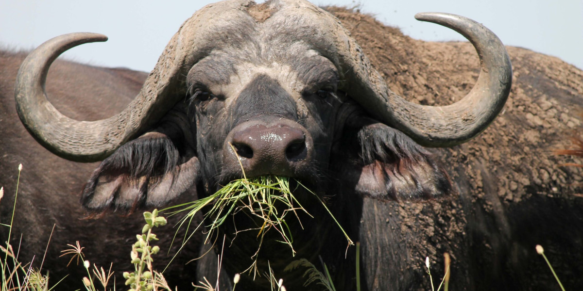 So, When Is the Best Time for a Big Five Safari?