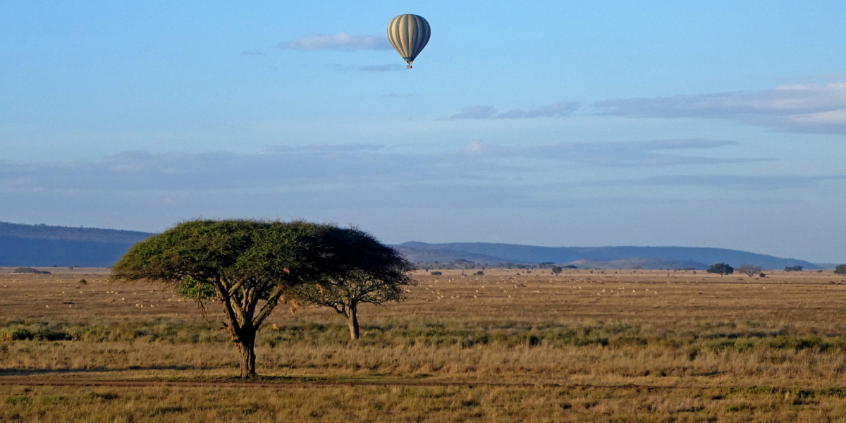03. Giants of the Baobab Kingdom