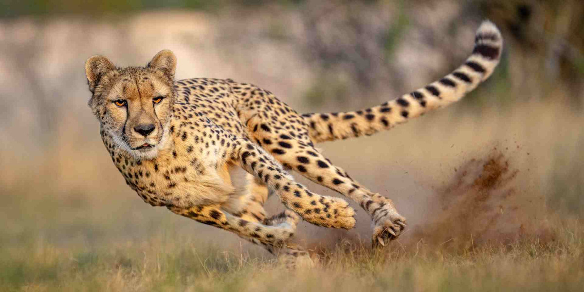 The Seasonal Character of the Masai Mara