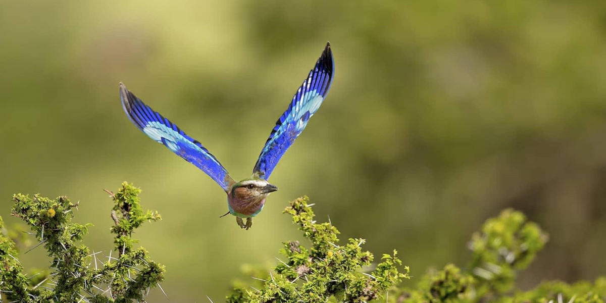Birding in the Masai Mara – A Seasonal Advantage