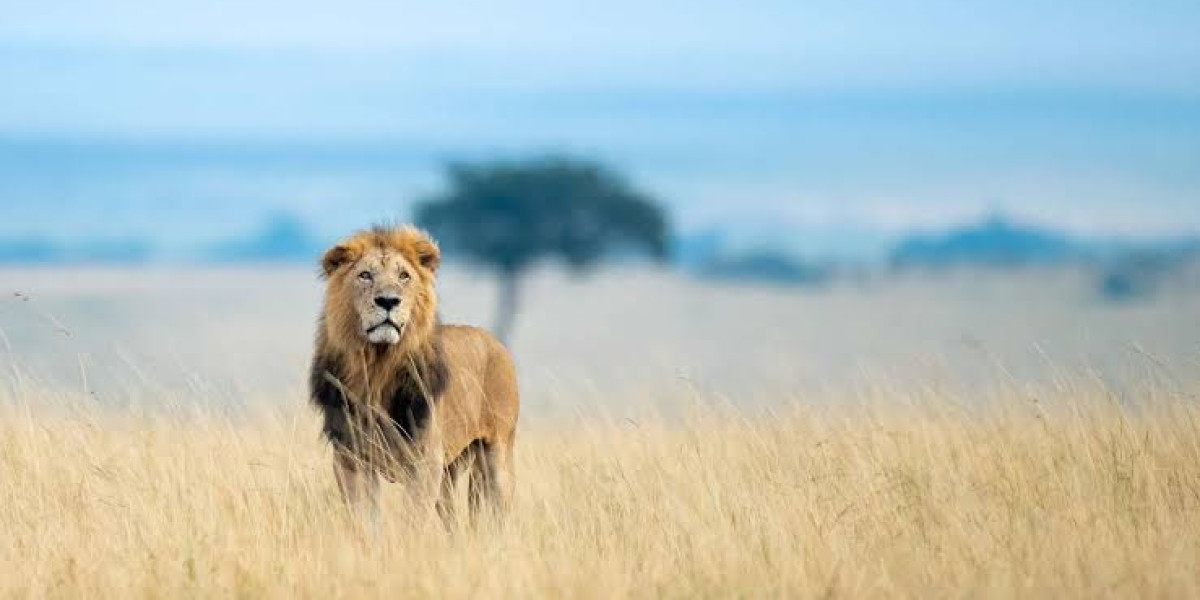 November to May – The Green Season and the Depth of Experience