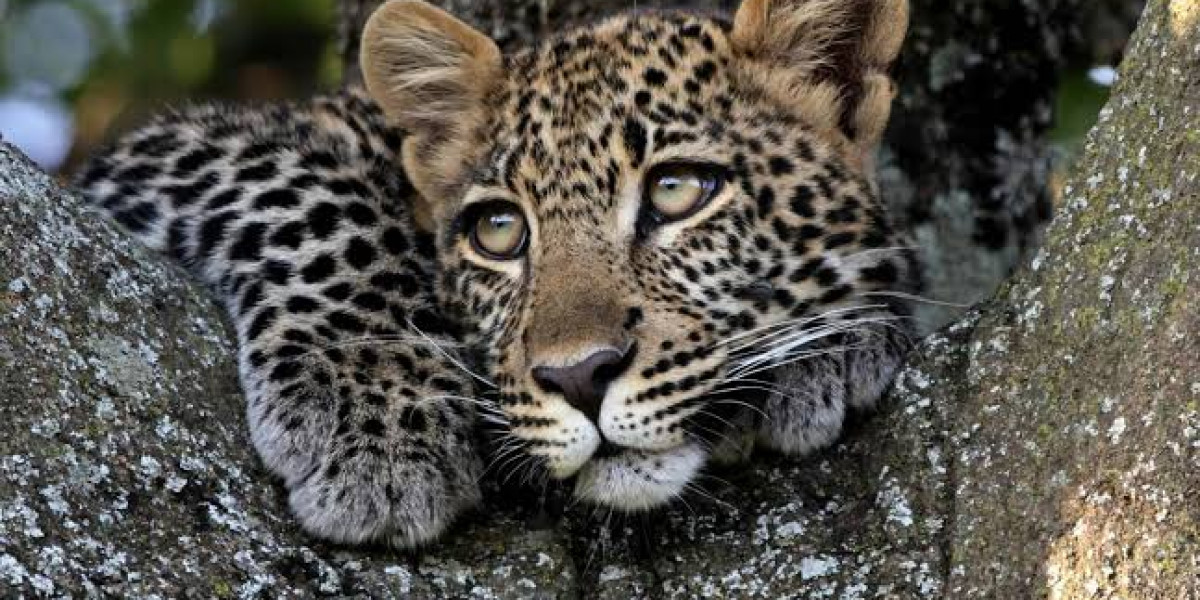 December to February – Clarity, Balance, and Refined Safari Travel