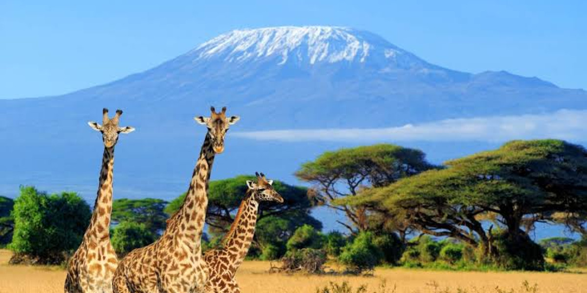 When the Landscape Becomes the Experience