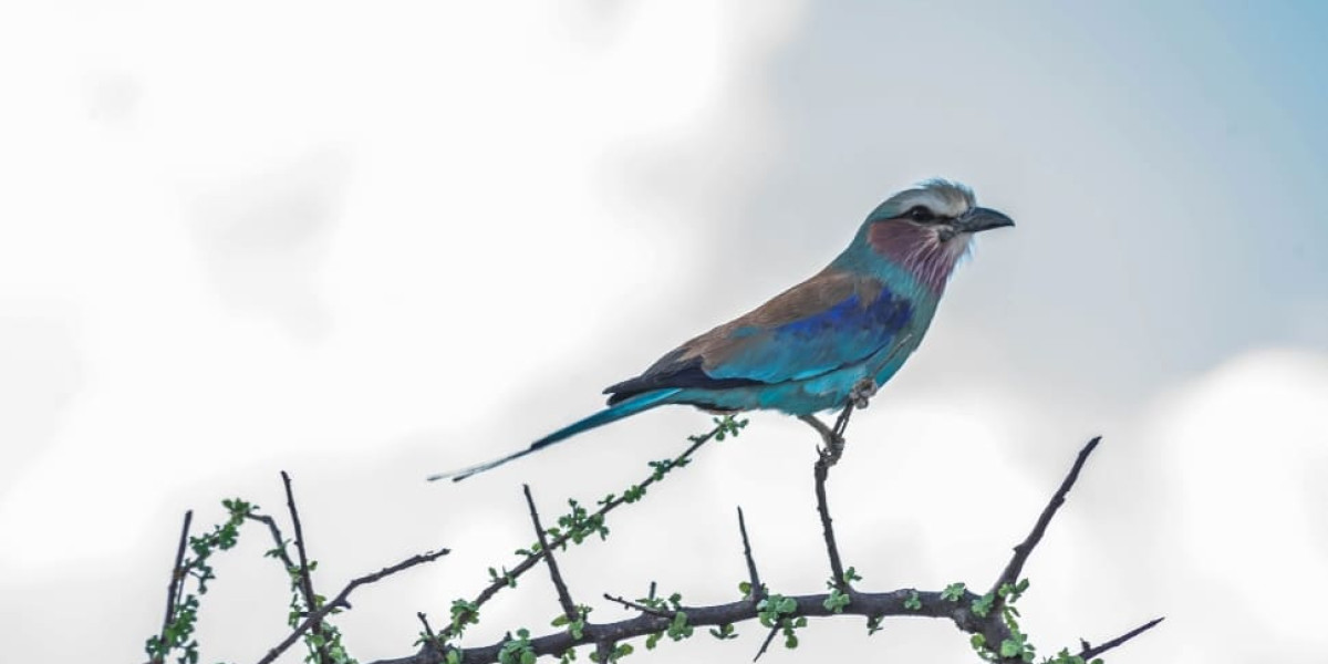 A Season That Belongs to Birds