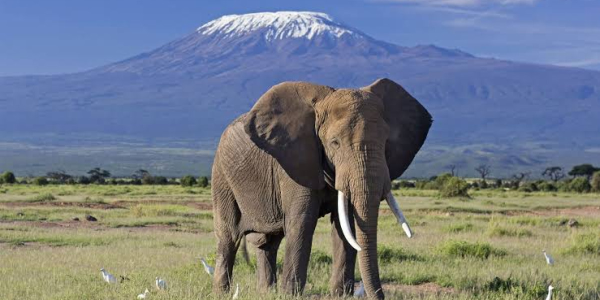 So, When Is the Best Time to Visit Amboseli?