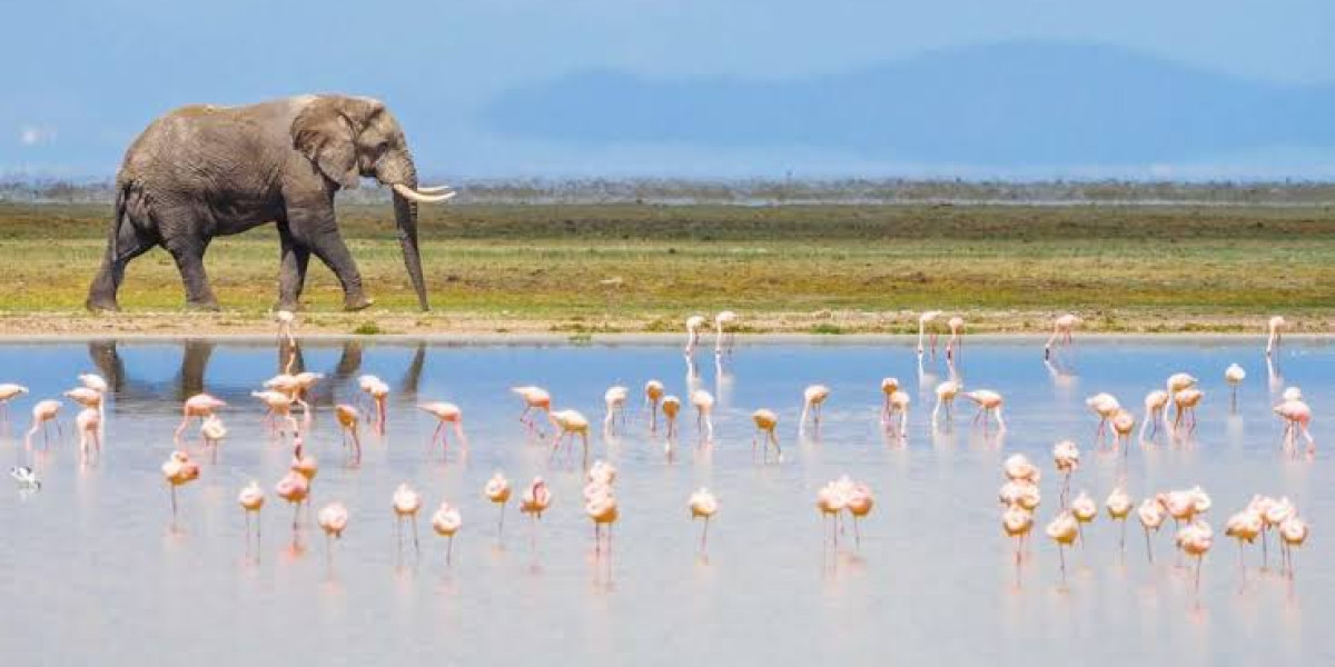 Begin Your Amboseli Journey