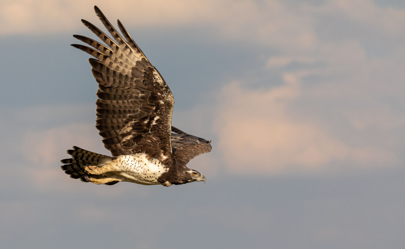 Best Time to Visit Kenya for Birdwatching