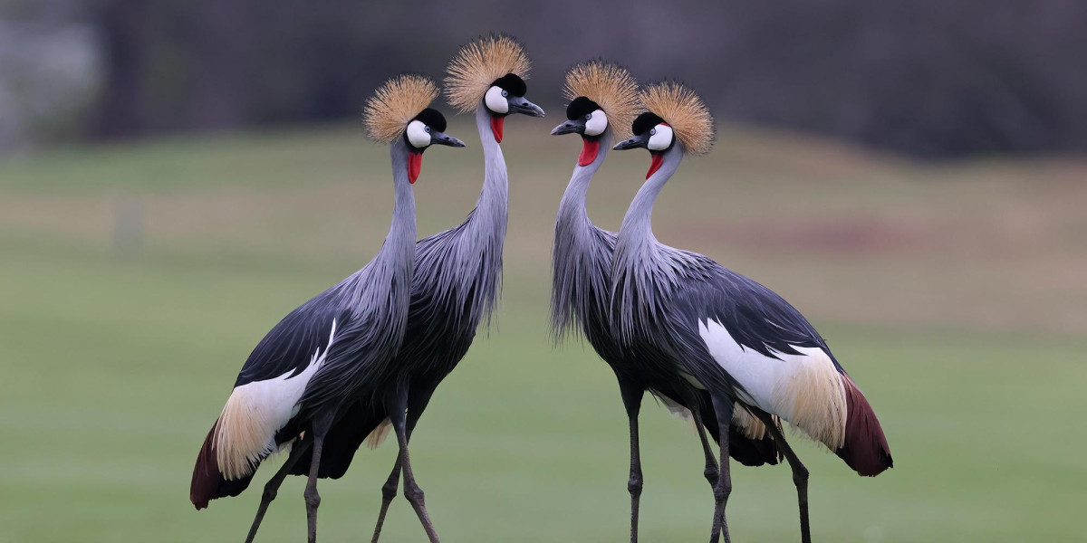 The Birding Calendar of Kenya