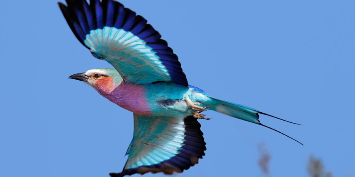 November to April – Peak Birding Season