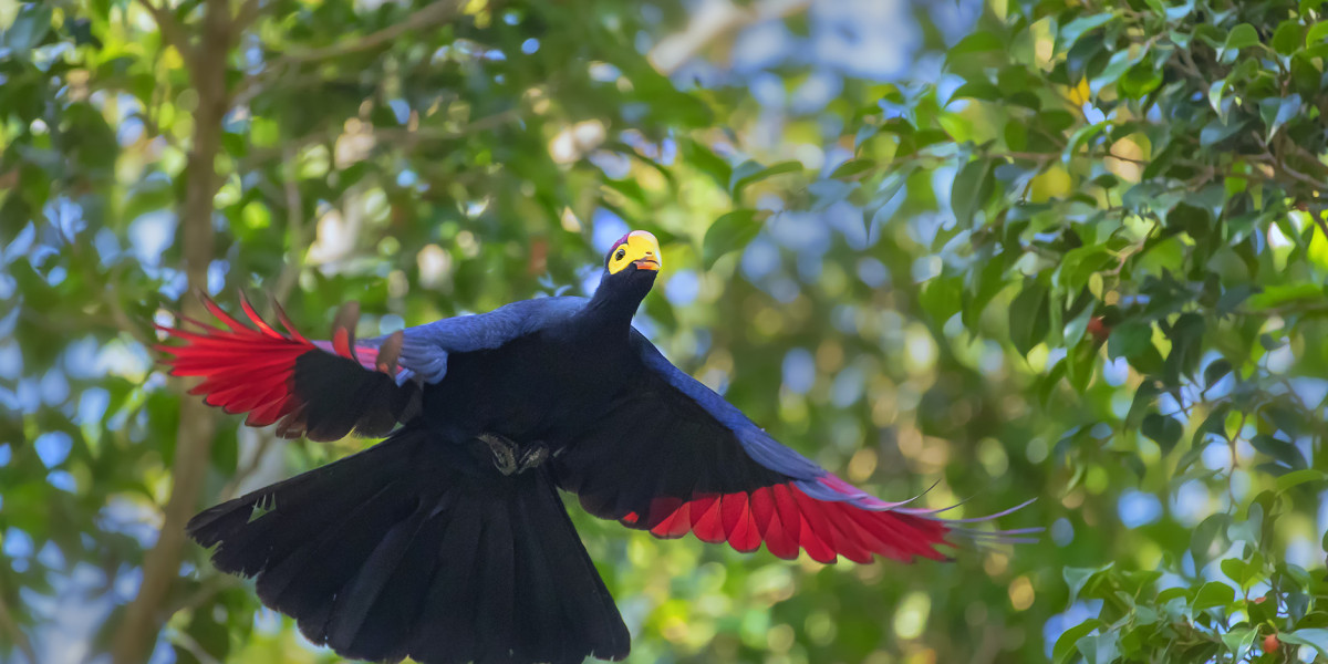 Where to Stay for a Birding Safari