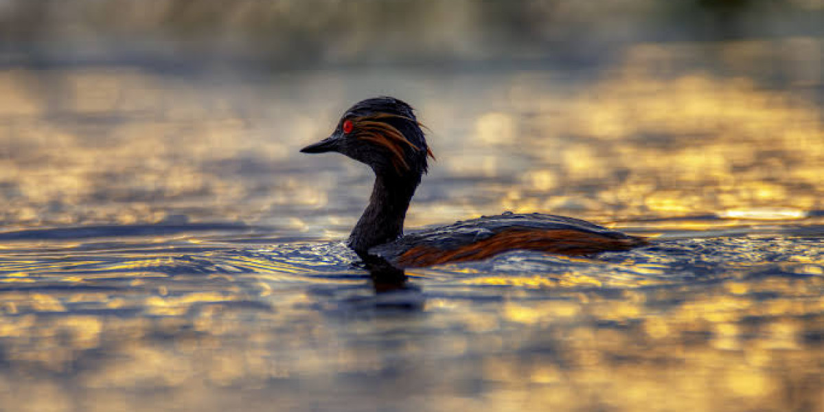 Birding Highlights and Seasonal Behavior