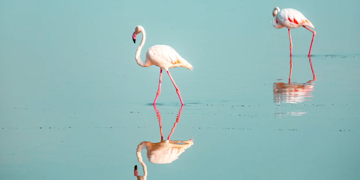 The Importance of Habitat Diversity