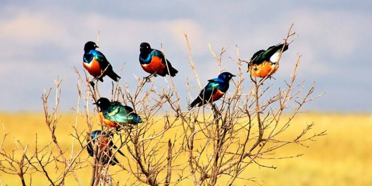 Plan Your Birding Safari with Eagle Soul Adventure