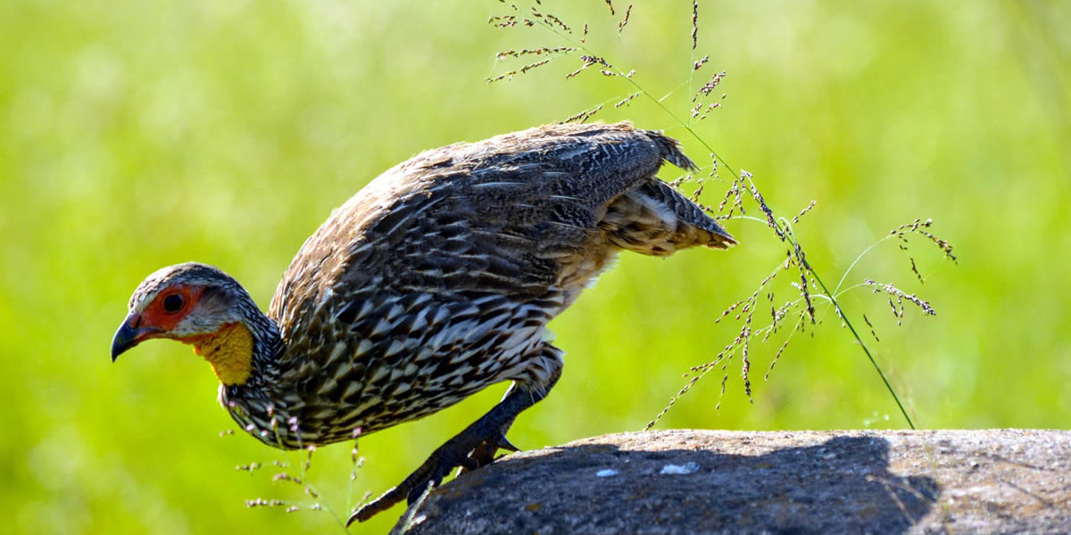Choosing the Right Time for Your Birding Safari