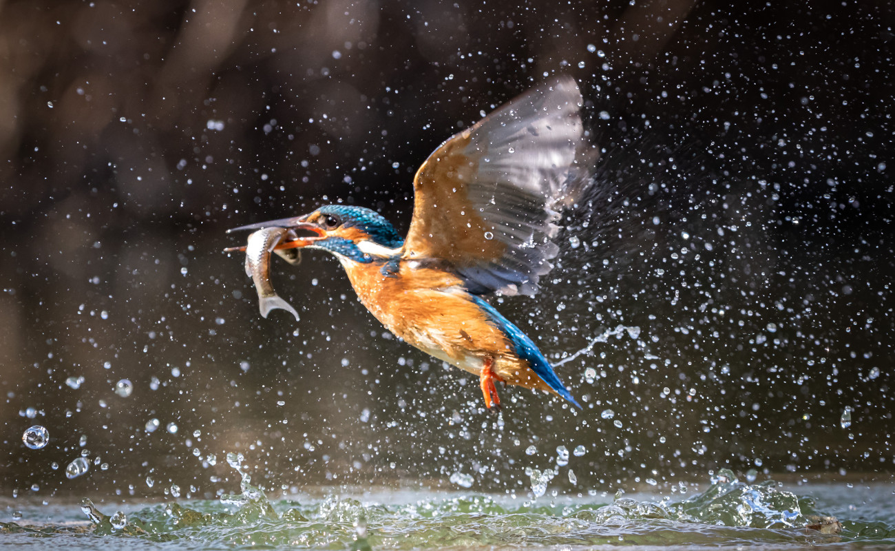 10 Iconic Bird Species to Spot on Safari in Kenya