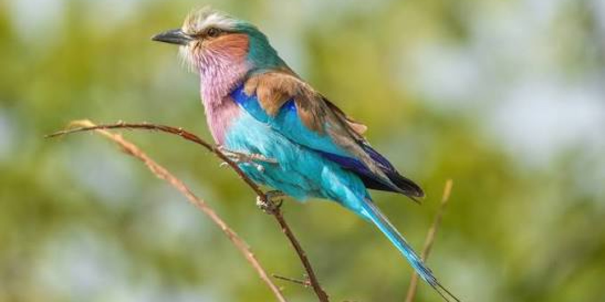 Lilac-breasted Roller — The Jewel of the Savannah